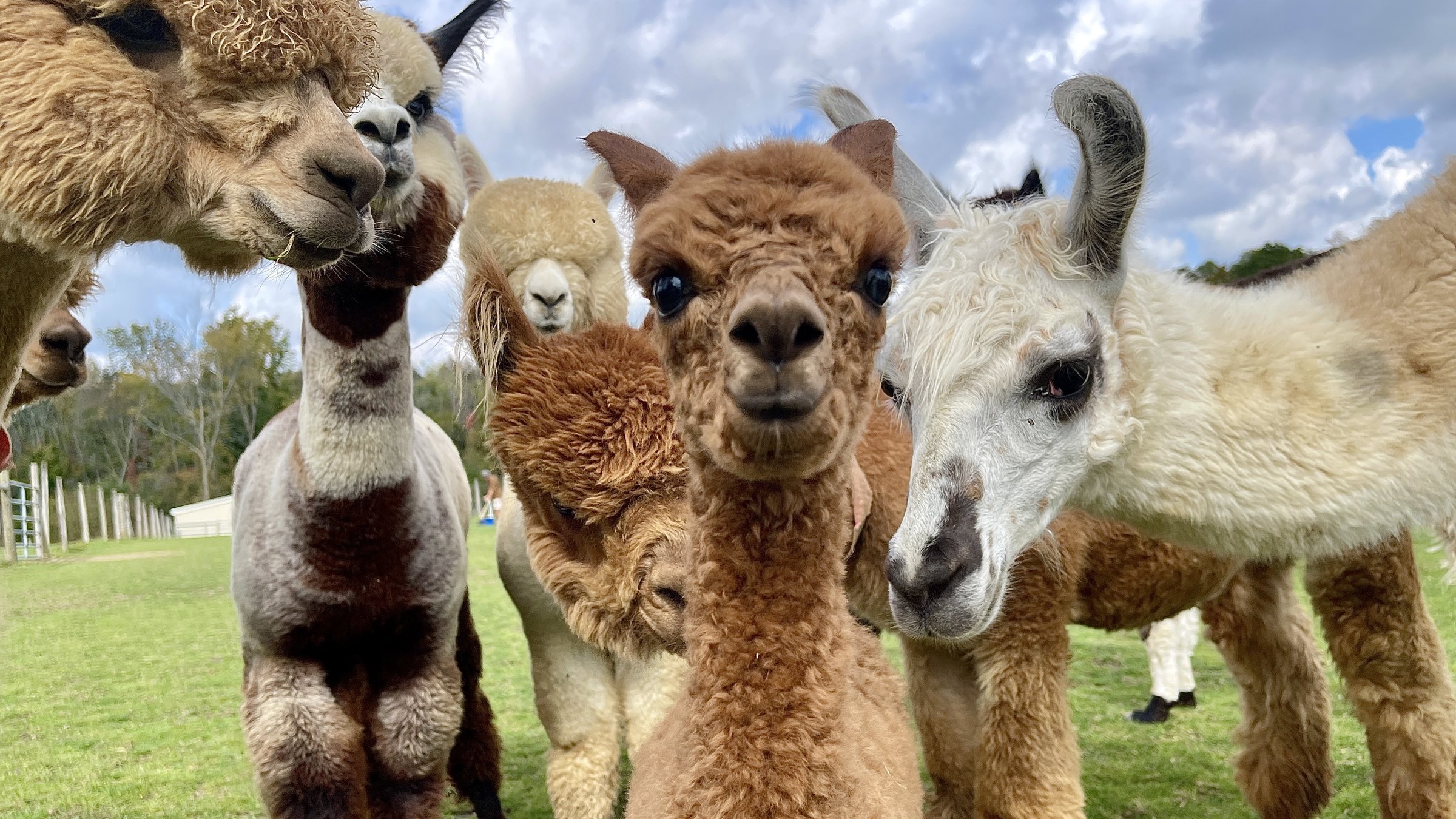 about-majestic-meadows-medina-ohio About Majestic Meadows Alpacas petting zoo Medina Ohio
