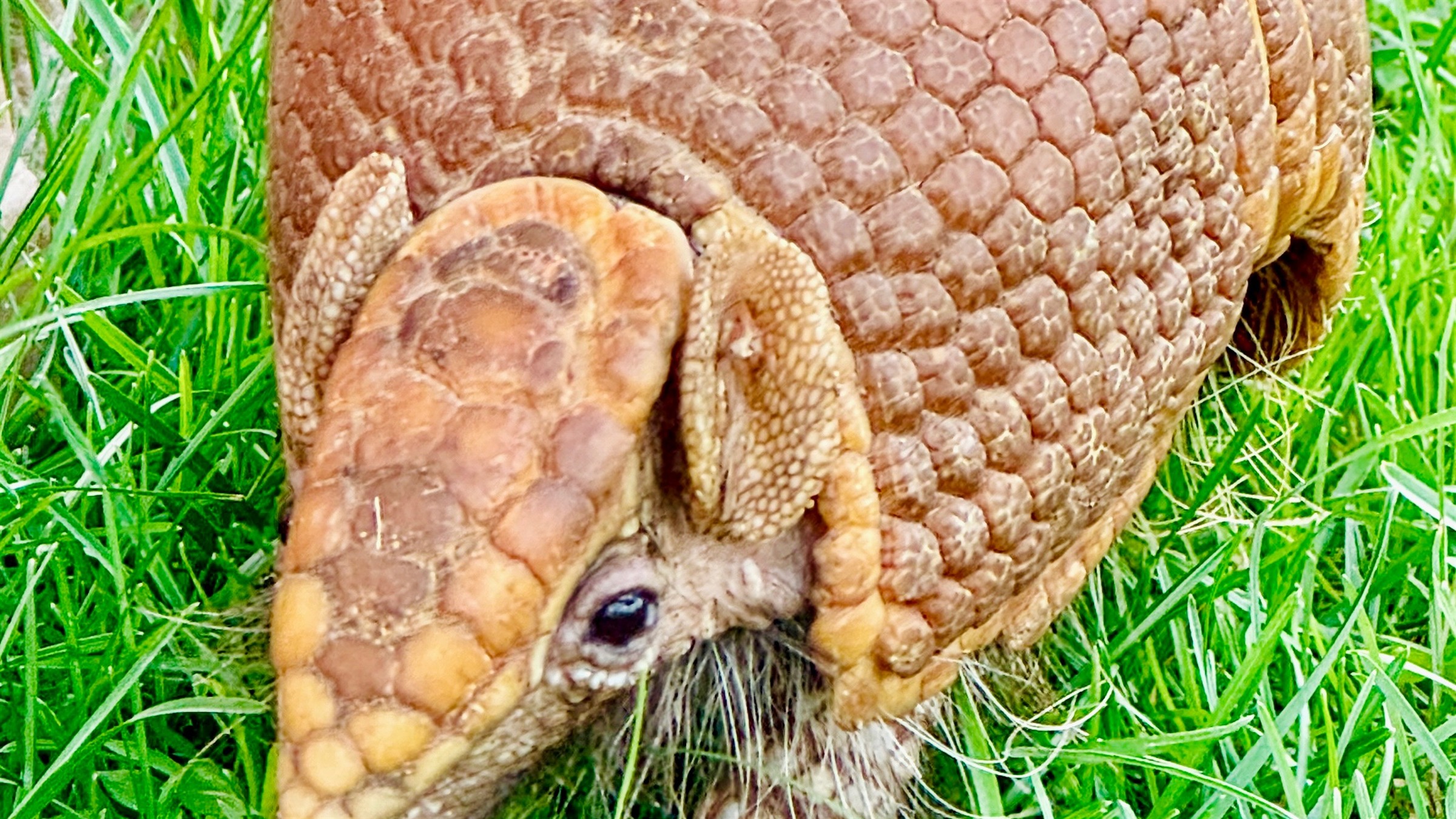 armadillo-majestic-meadows-medina-ohio Three-banded armadillo at Majestic Meadows Alpacas petting zoo Medina Ohio
