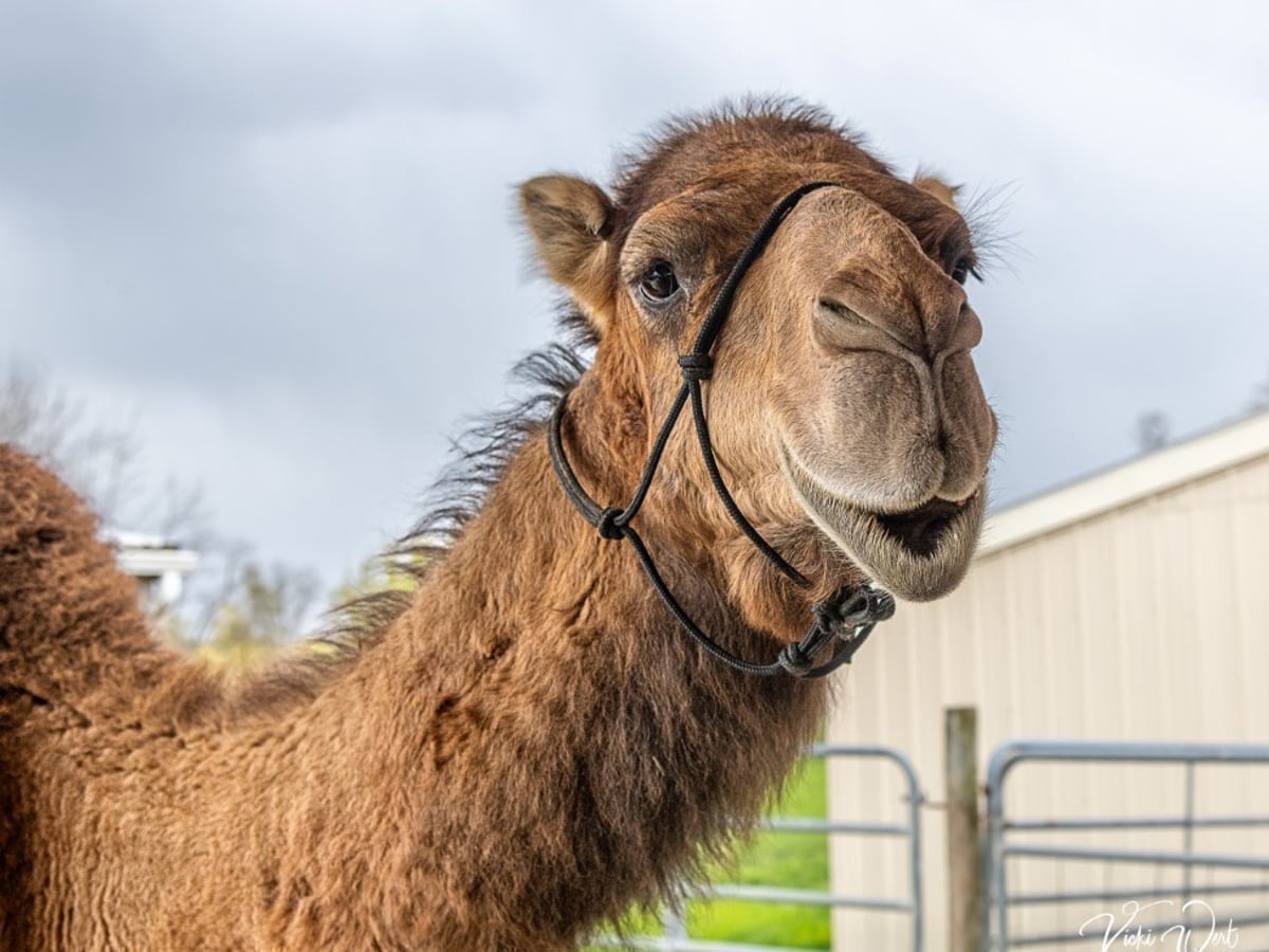 camel-majestic-meadows-medina Camel at Majestic Meadows Alpacas petting zoo Medina Ohio
