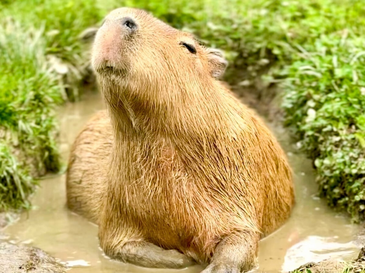 capybara-closeup-majestic-meadows Capybara closeup at Majestic Meadows Alpacas petting zoo Medina Ohio