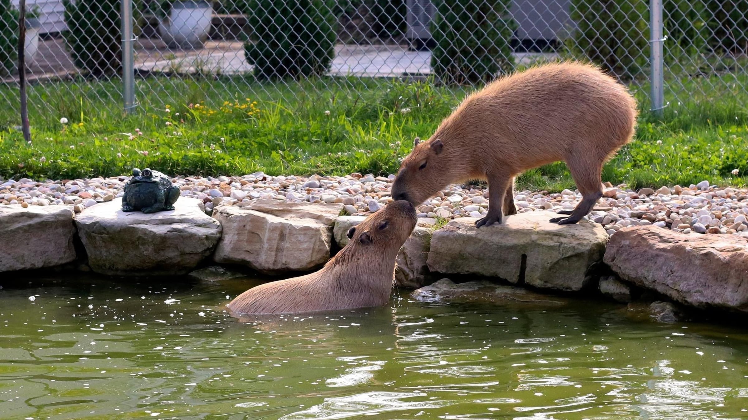 Capybara Encounter
