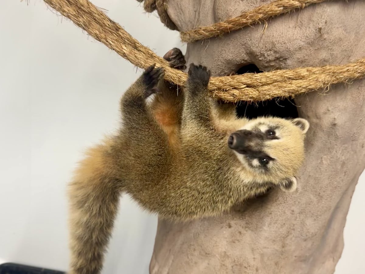 about.jpg Coatimundi at Majestic Meadows