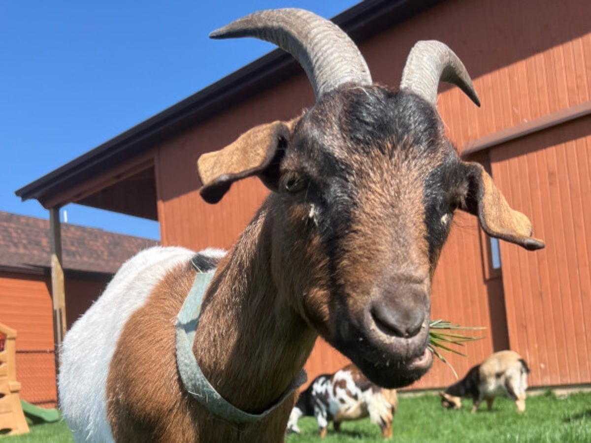 goat-majestic-meadows-medina Nigerian Dwarf goat at Majestic Meadows Alpacas petting zoo Medina Ohio