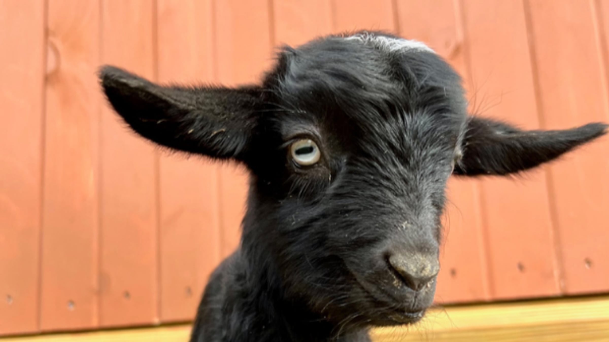 hero.jpg Baby animals at Majestic Meadows in spring