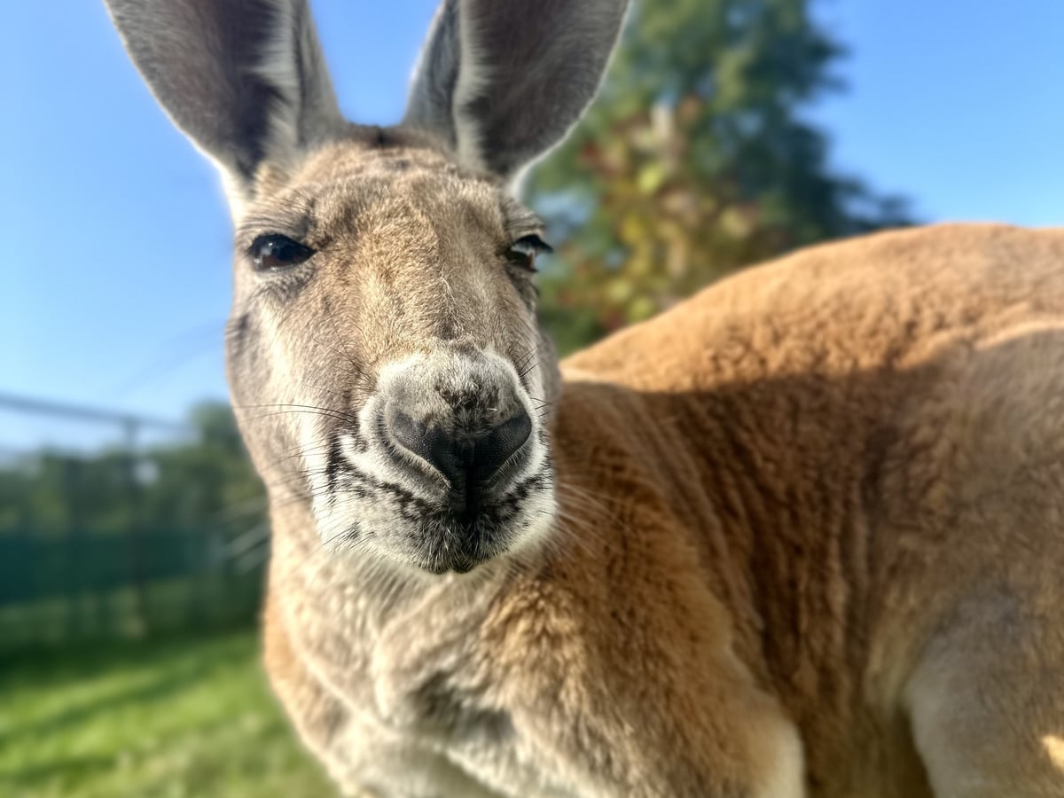 kangaroo-majestic-meadows-medina Red kangaroo at Majestic Meadows Alpacas petting zoo Medina Ohio