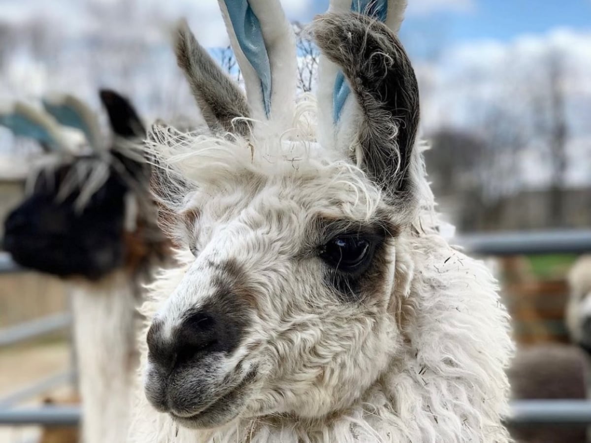 llama-majestic-meadows-medina Llama at Majestic Meadows Alpacas petting zoo Medina Ohio