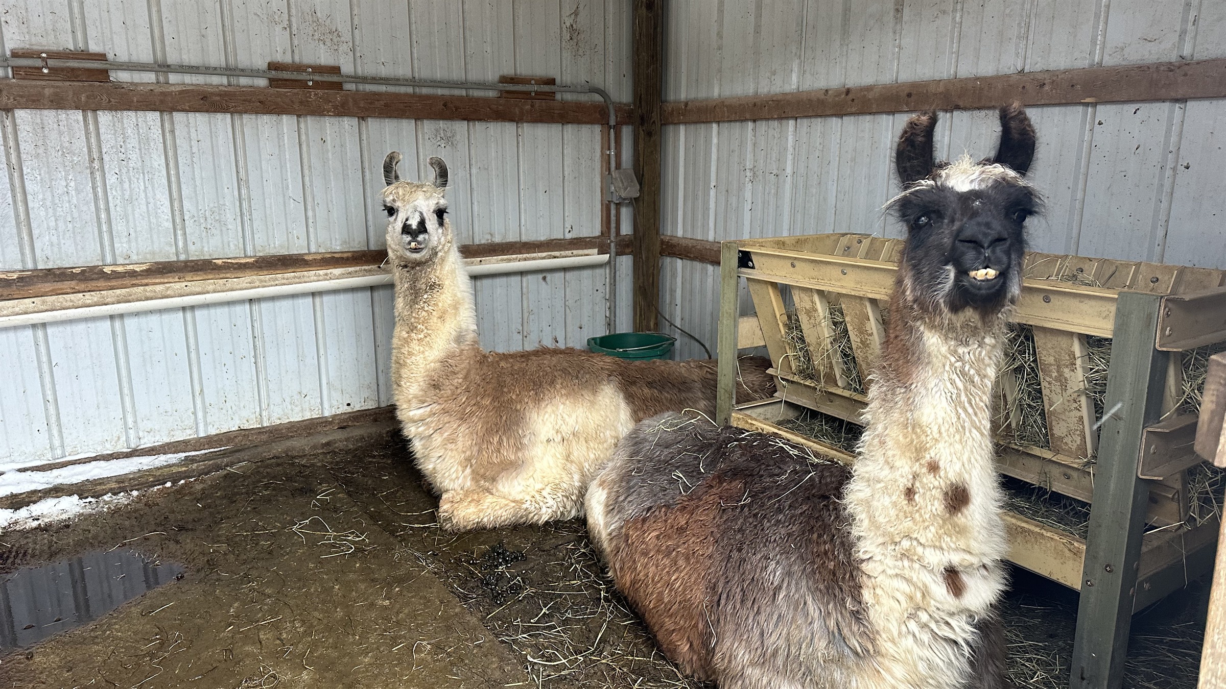 llama-majestic-meadows-medina-ohio Llama at Majestic Meadows Alpacas petting zoo Medina Ohio