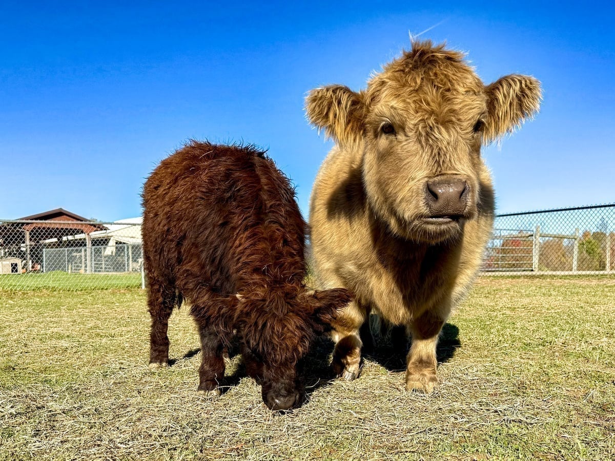 mini-highland-cow-majestic-meadows-medina Mini Highland cow at Majestic Meadows Alpacas petting zoo Medina Ohio