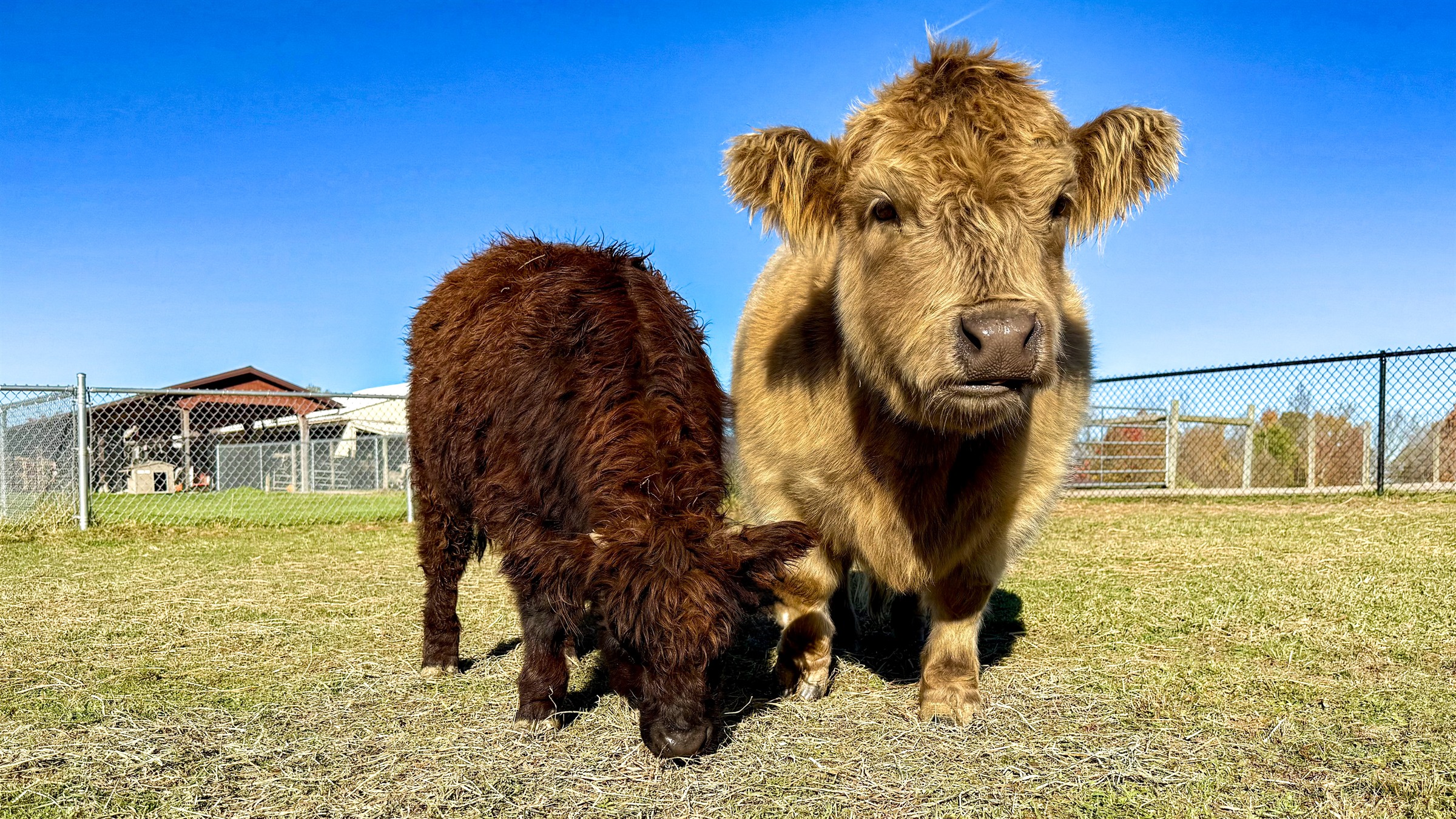 mini-highland-cow-majestic-meadows-medina-ohio Micro Miniature Highland Cow at Majestic Meadows Alpacas petting zoo Medina Ohio