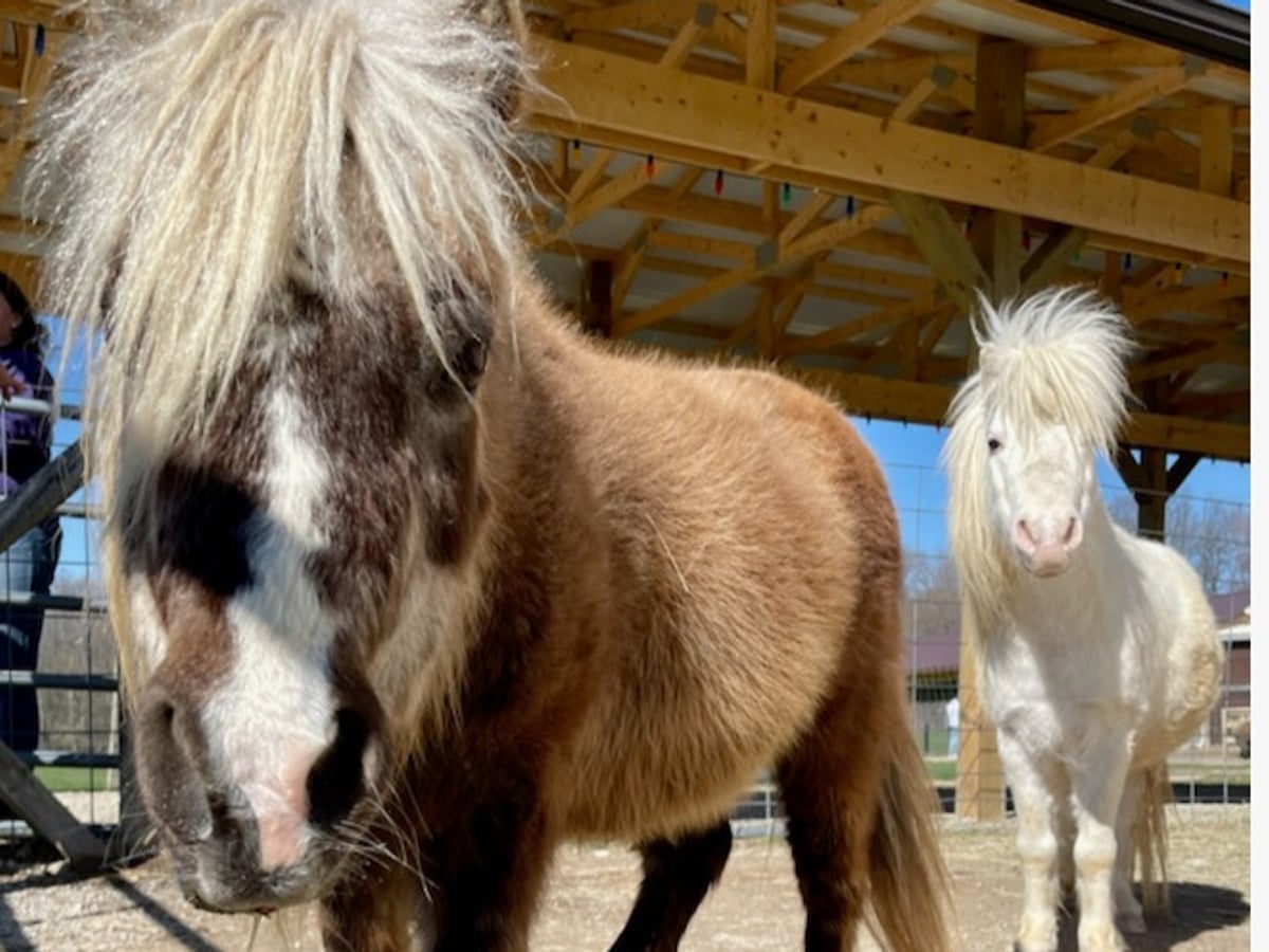 mini-horse-majestic-meadows-medina Mini horse at Majestic Meadows Alpacas petting zoo Medina Ohio