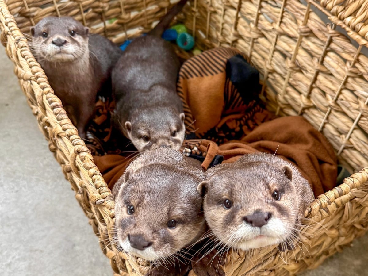 otters-majestic-meadows-medina Asian small-clawed otters at Majestic Meadows Alpacas petting zoo Medina Ohio