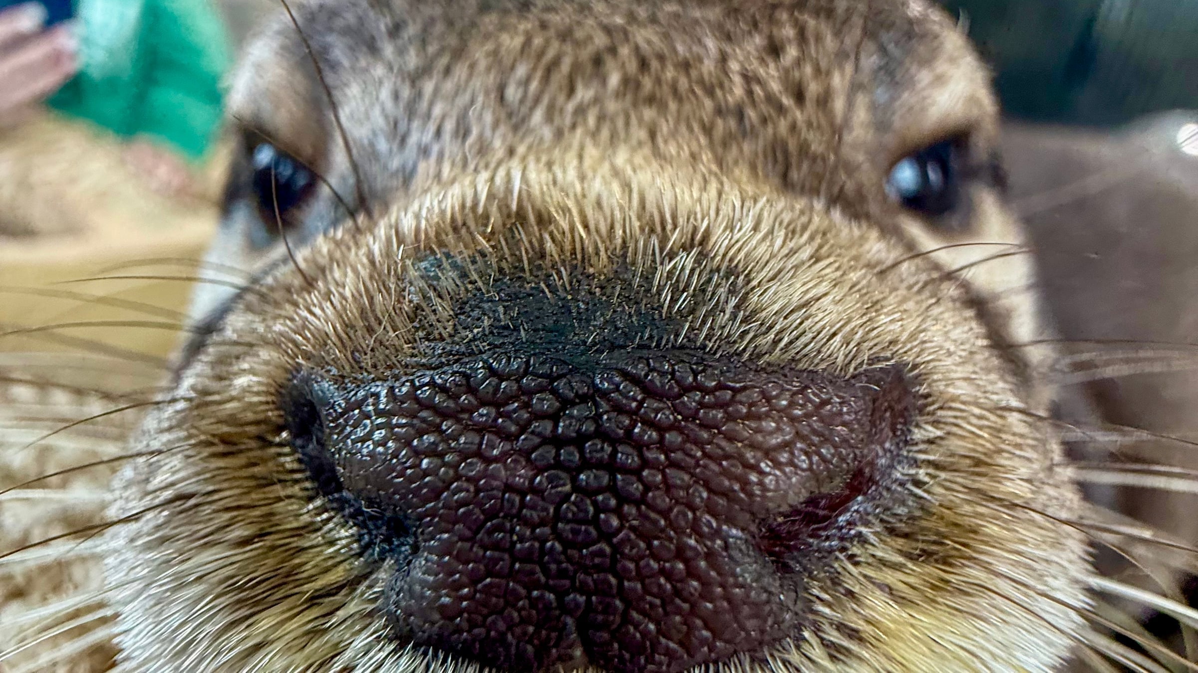 private-otter-encounter-medina-ohio Private otter encounter at Majestic Meadows Alpacas petting zoo Medina Ohio