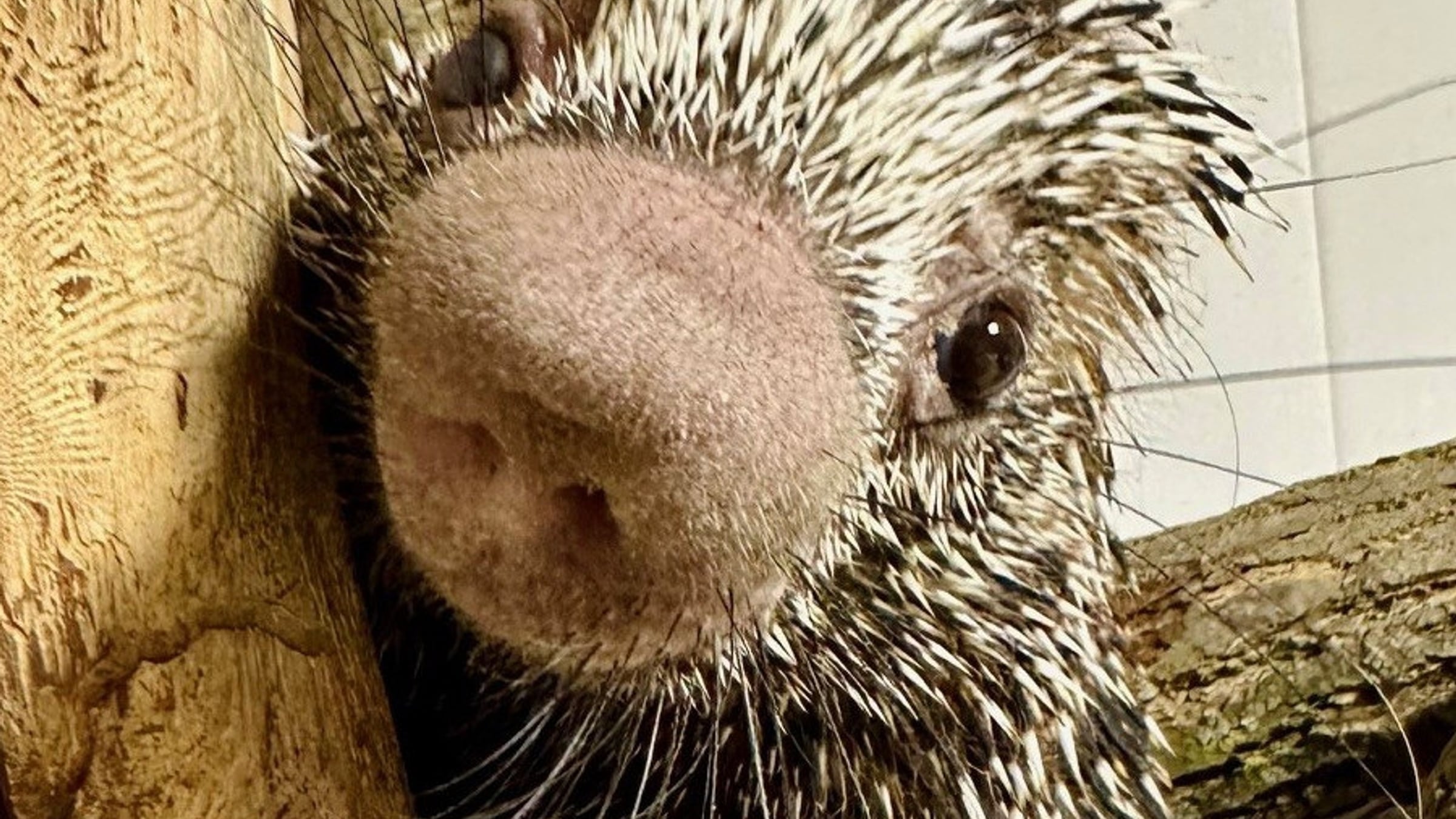 porcupine-majestic-meadows-medina-ohio Prehensile-tailed porcupine at Majestic Meadows Alpacas petting zoo Medina Ohio