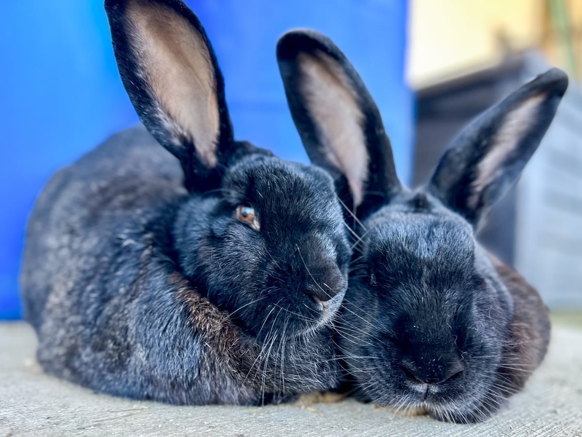 flemish-giant-rabbit-majestic-meadows-medina Flemish Giant rabbit at Majestic Meadows Alpacas petting zoo Medina Ohio
