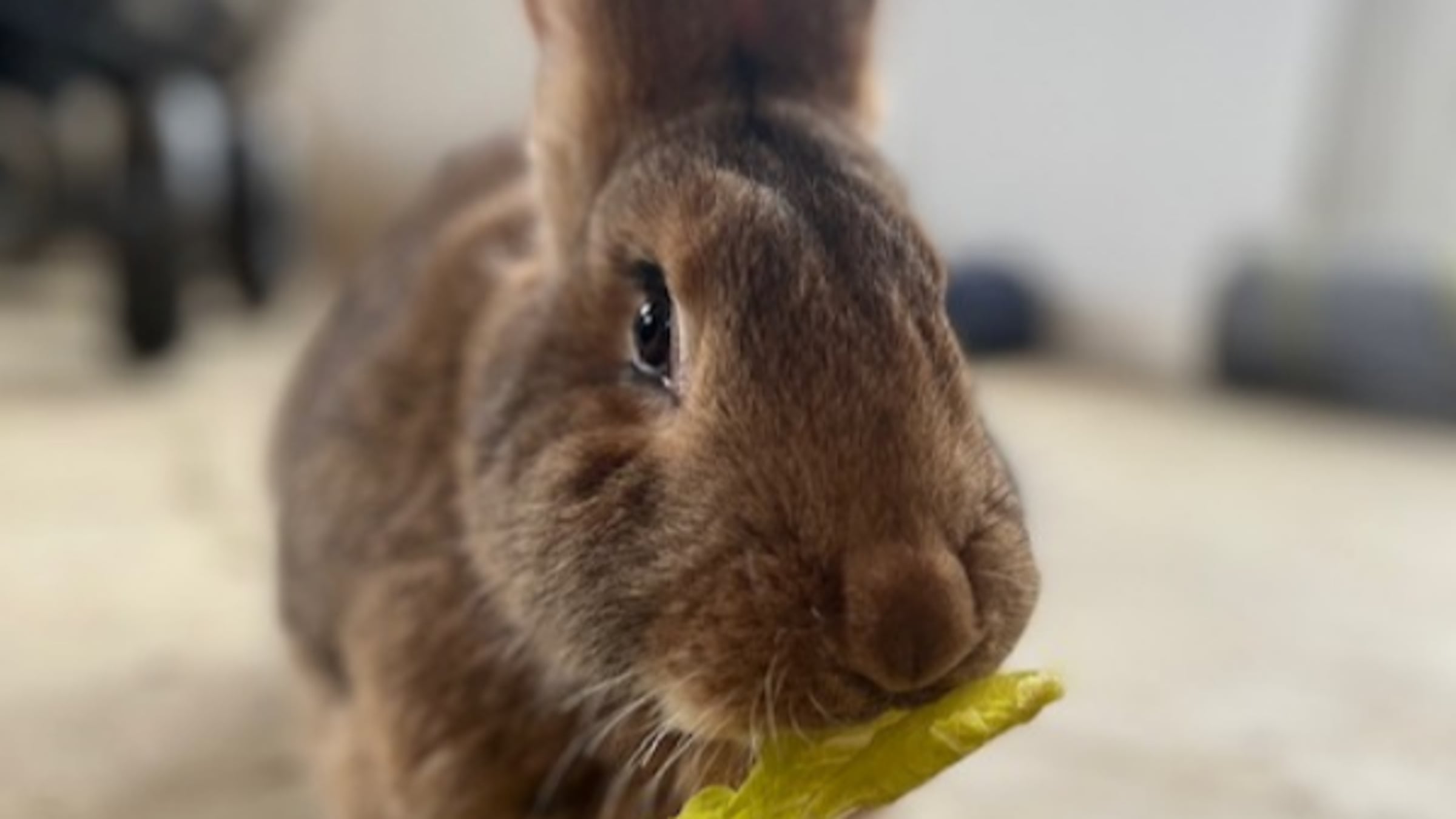 flemish-giant-rabbit-majestic-meadows-medina-ohio Flemish Giant rabbit at Majestic Meadows Alpacas petting zoo Medina Ohio
