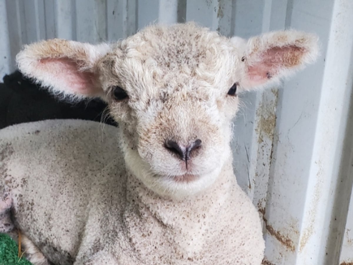 sheep-majestic-meadows-medina Sheep at Majestic Meadows Alpacas petting zoo Medina Ohio