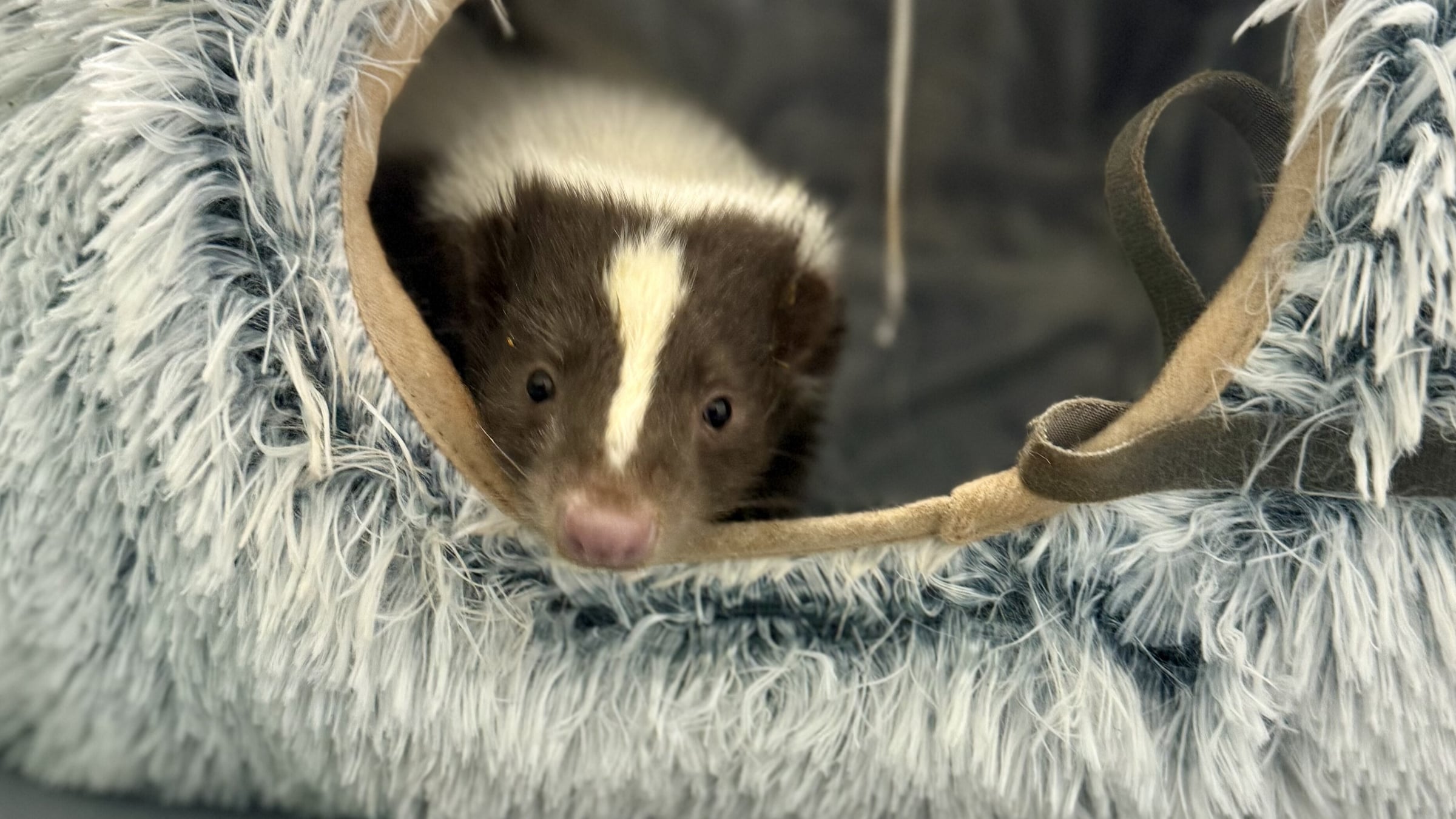 skunk-majestic-meadows-medina-ohio Striped skunk at Majestic Meadows Alpacas petting zoo Medina Ohio