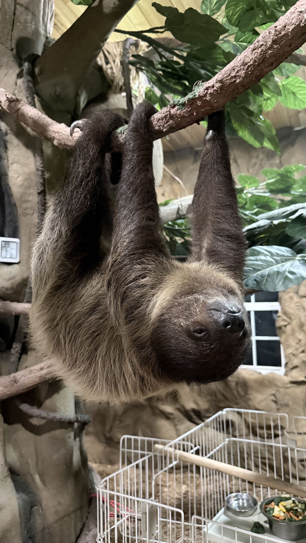grover-sloth-habitat-majestic-meadows Grover the two-toed sloth in his tropical habitat at Majestic Meadows Alpacas Medina Ohio