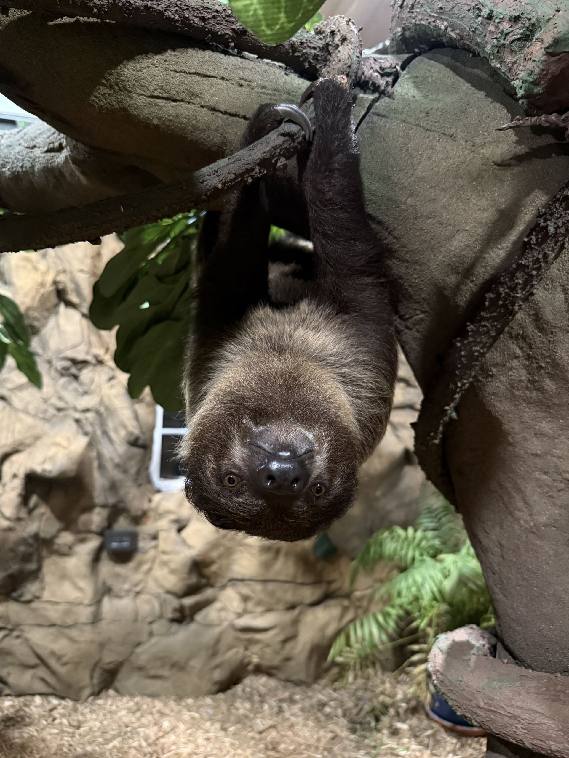 grover-sloth-majestic-meadows-medina-ohio Grover the two-toed sloth at Majestic Meadows Alpacas petting zoo Medina Ohio