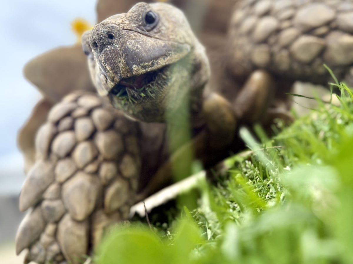 sulcata-tortoise-majestic-meadows-medina Sulcata tortoise at Majestic Meadows Alpacas petting zoo Medina Ohio