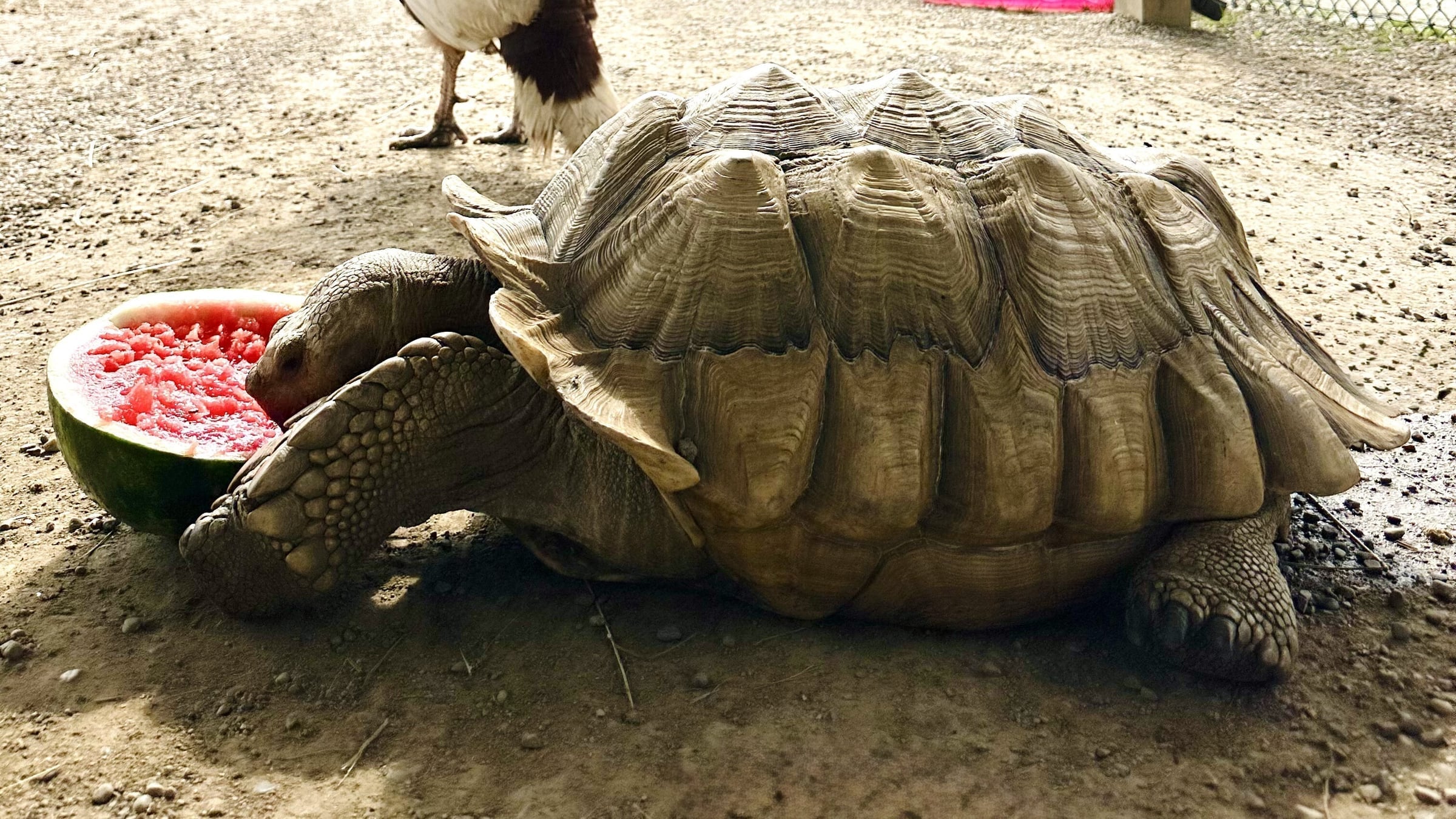 sulcata-tortoise-majestic-meadows-medina-ohio Sulcata tortoise at Majestic Meadows Alpacas petting zoo Medina Ohio