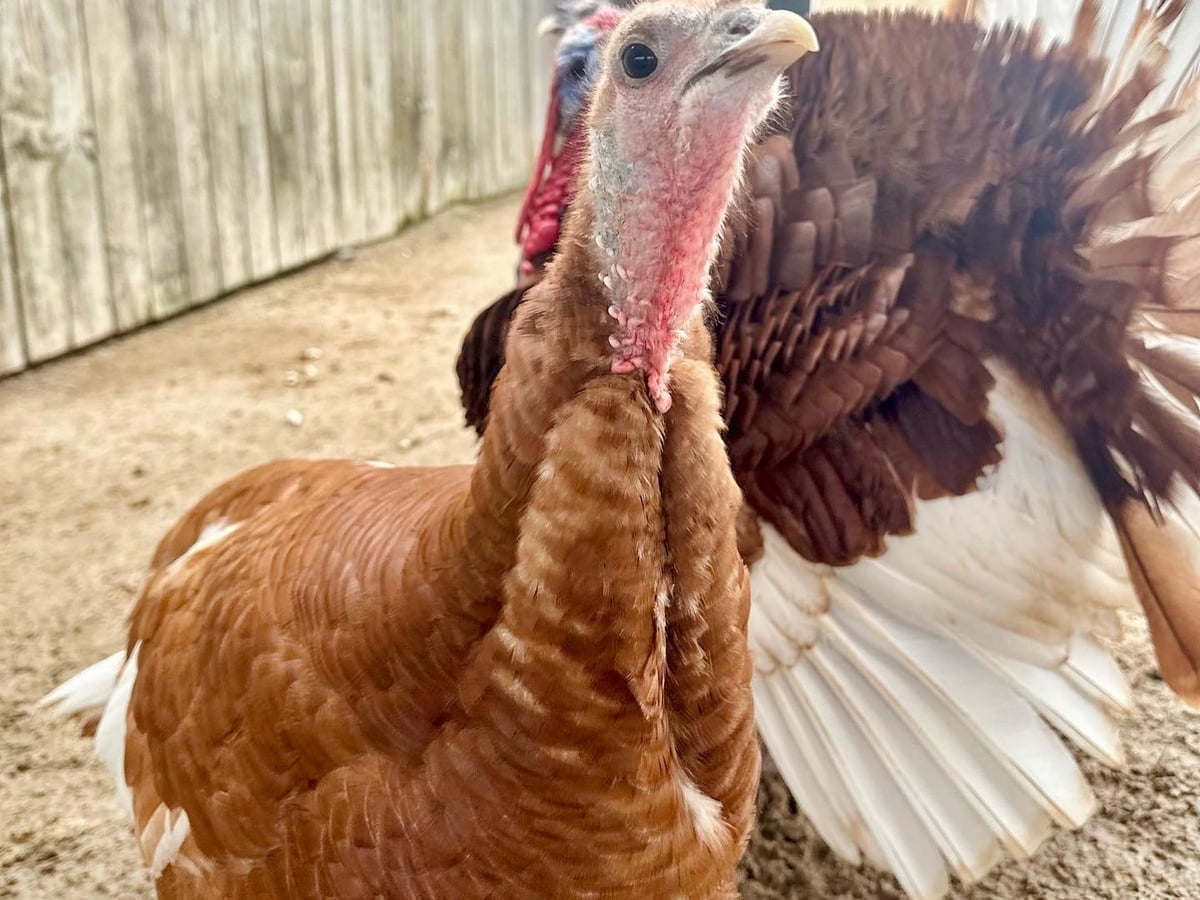 turkey-majestic-meadows-medina Turkey at Majestic Meadows Alpacas petting zoo Medina Ohio