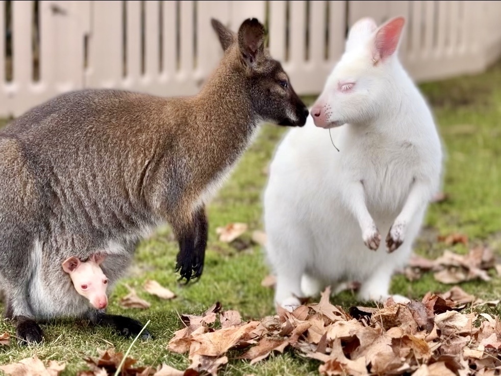 wallaby-majestic-meadows-medina Wallaby at Majestic Meadows Alpacas petting zoo Medina Ohio