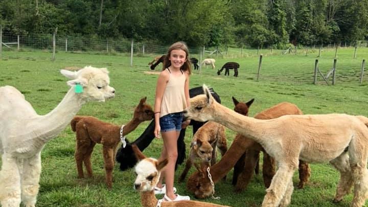 events-majestic-meadows-medina-ohio Events and celebrations at Majestic Meadows Alpacas petting zoo Medina Ohio