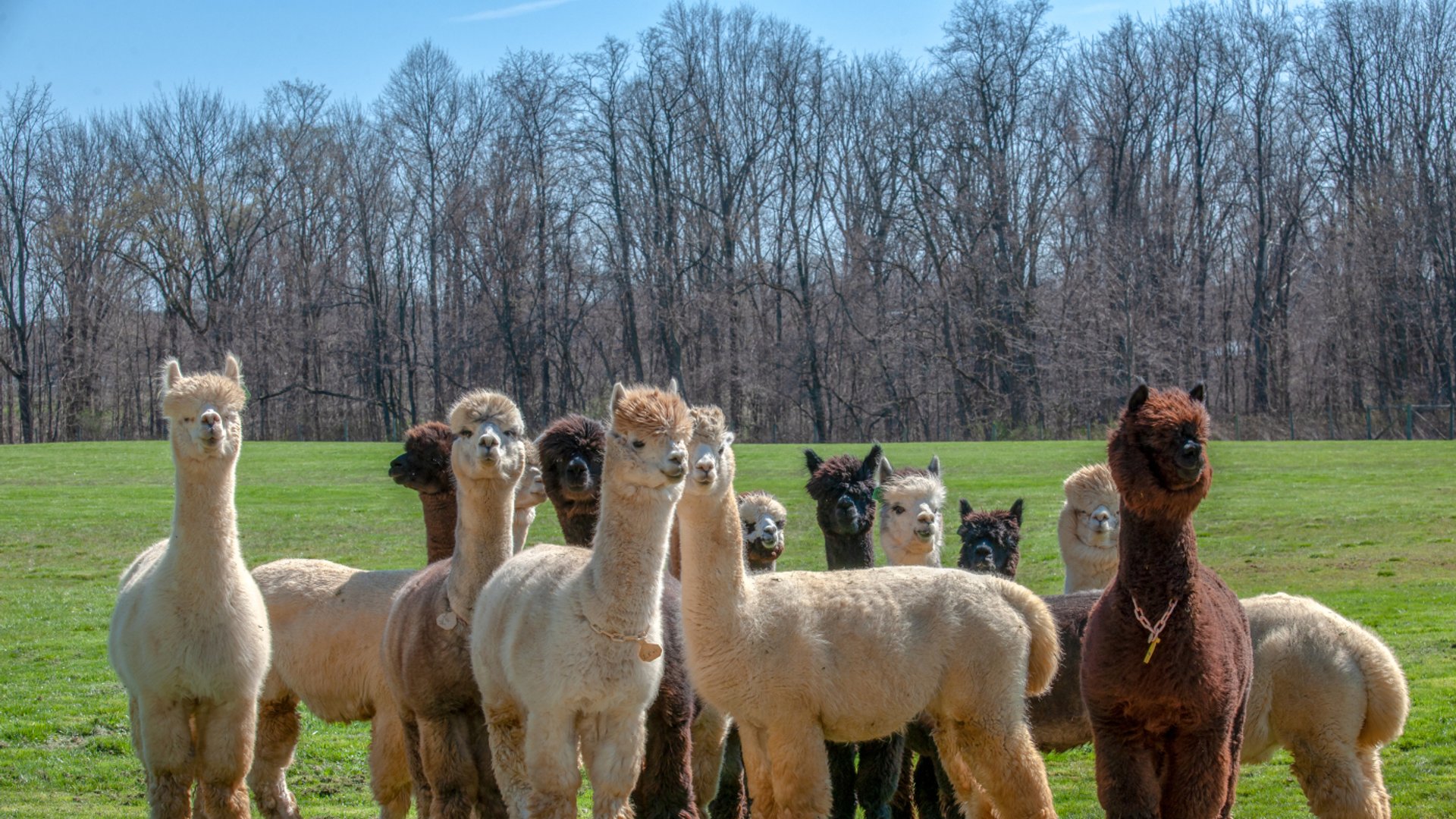 alpaca-herd-majestic-meadows-experiences-medina-ohio Alpaca herd at Majestic Meadows Alpacas petting zoo and animal encounters in Medina Ohio