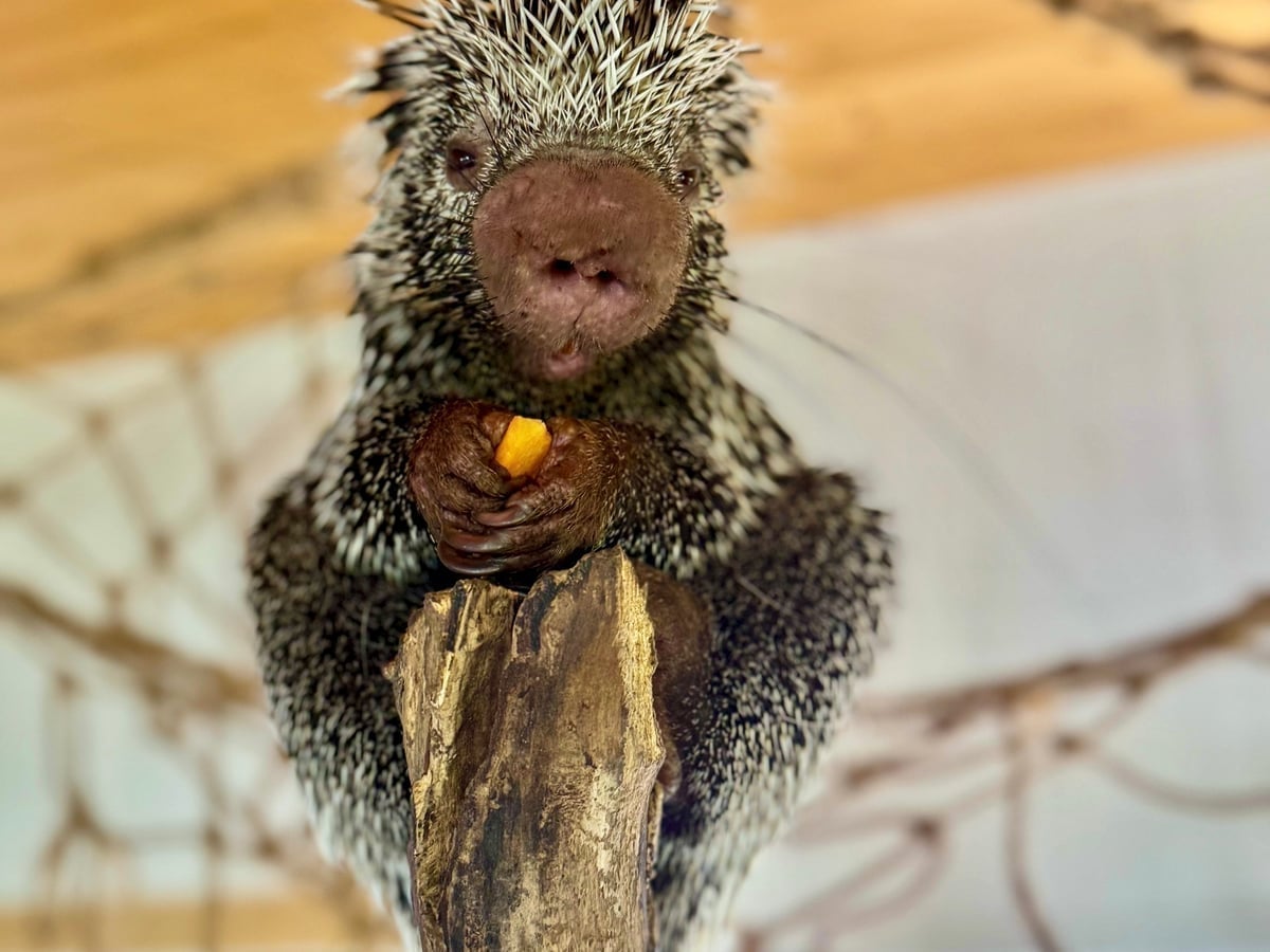 prehensile-tailed-porcupine-ambassador-animal-experience-medina-ohio Prehensile-tailed porcupine up close during Ambassador Animal Experience at Majestic Meadows Alpacas in Medina Ohio