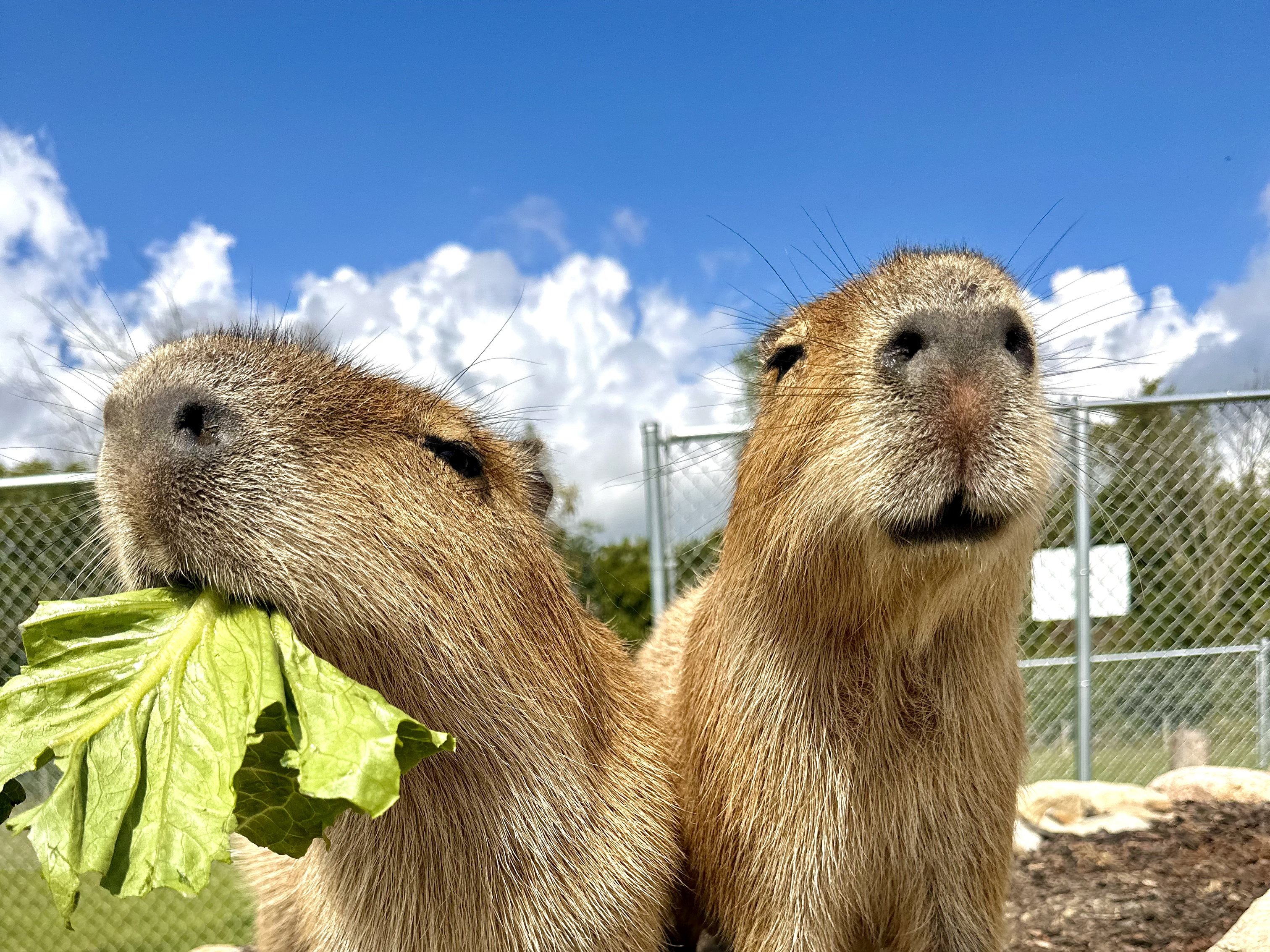 capybara-encounter-medina-ohio Capybara private encounter at Majestic Meadows Alpacas petting zoo Medina Ohio