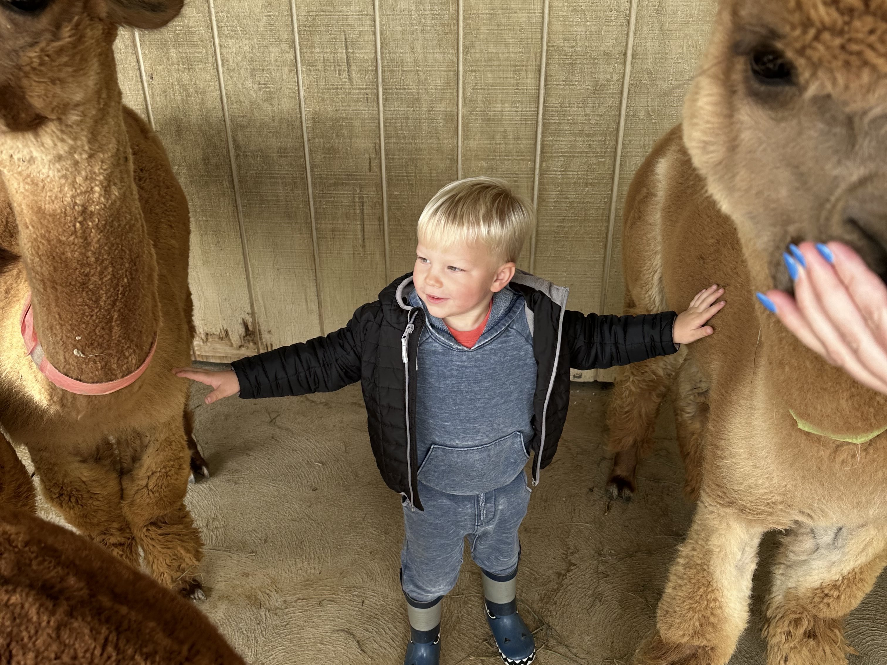 general-admission-visitors-medina-ohio General admission visitors at Majestic Meadows Alpacas petting zoo Medina Ohio