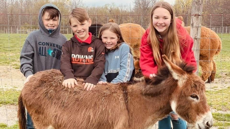 junior-farmer-majestic-meadows-medina-ohio Junior Farmer program at Majestic Meadows Alpacas petting zoo Medina Ohio