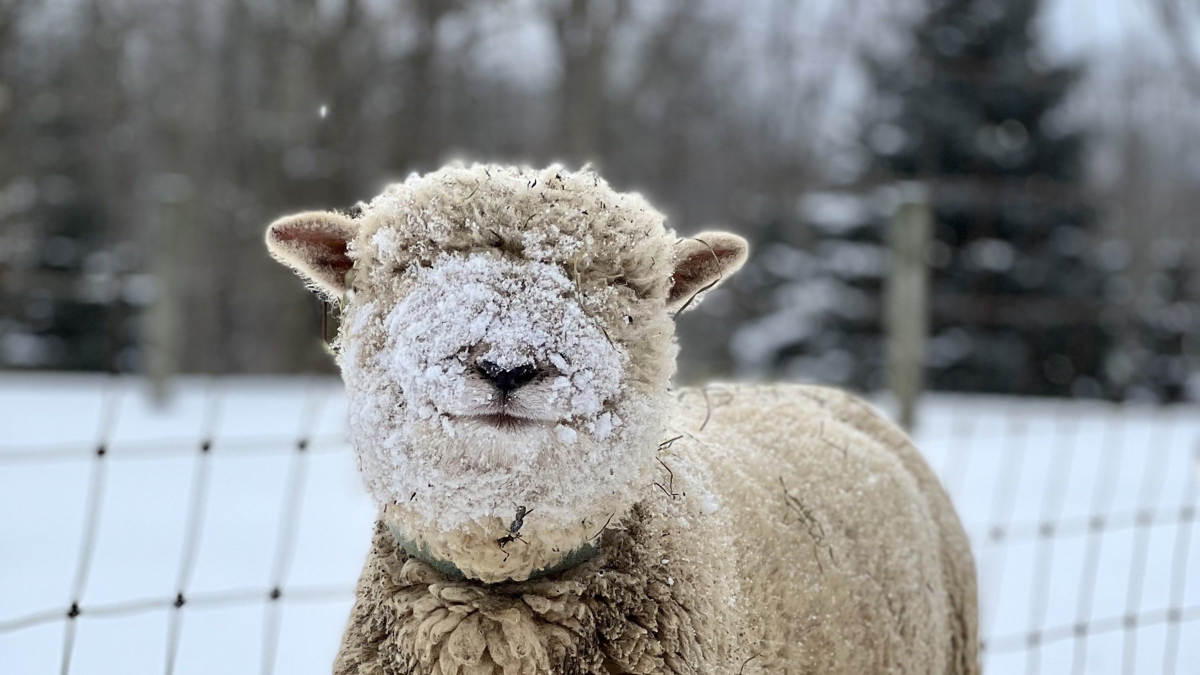 contact-majestic-meadows-medina-ohio Contact Majestic Meadows Alpacas petting zoo Medina Ohio