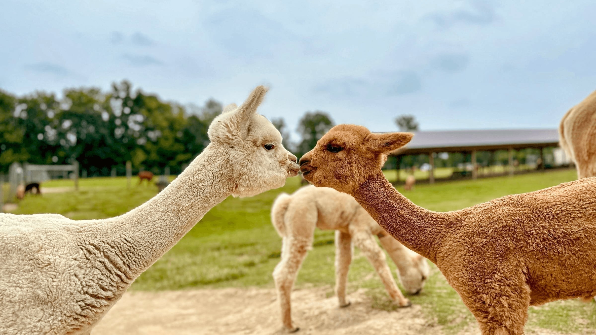 Alpacas | Majestic Meadows Alpacas