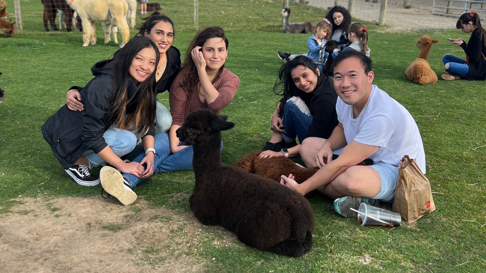 family-visiting-petting-zoo-medina-ohio Family enjoying a visit to Majestic Meadows Alpacas petting zoo in Medina, Ohio